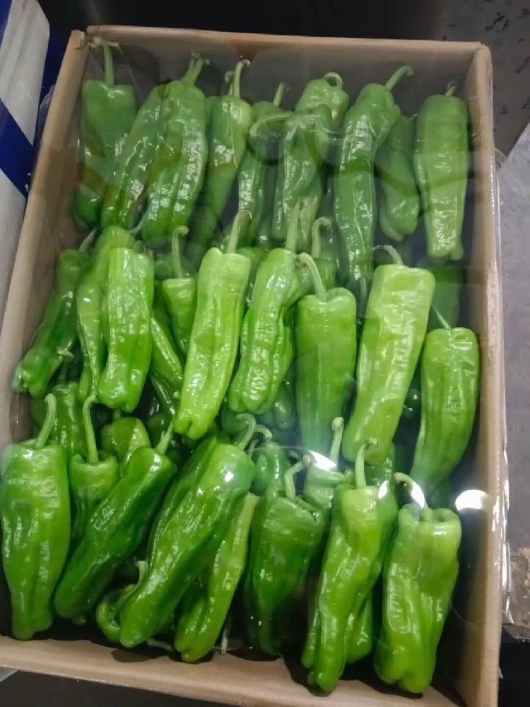 青泡椒.jpg
