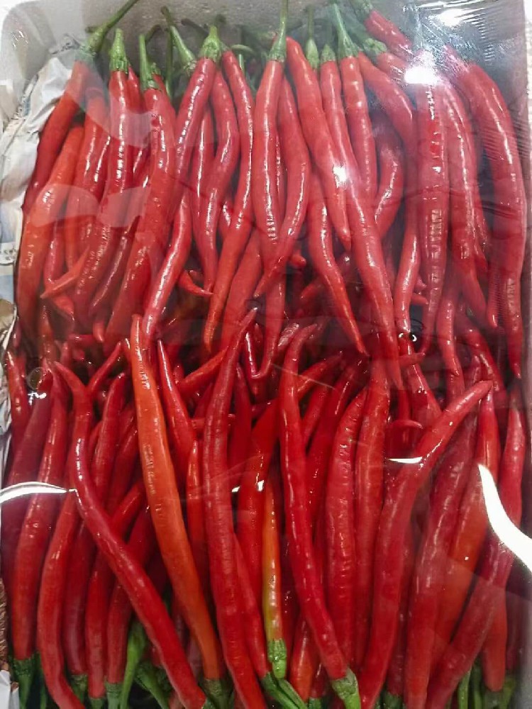 红湖南椒 (1).jpg